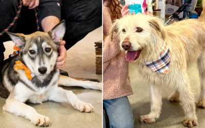 ASPA-urmatorul-targ-de-adoptii.jpg - Presa360