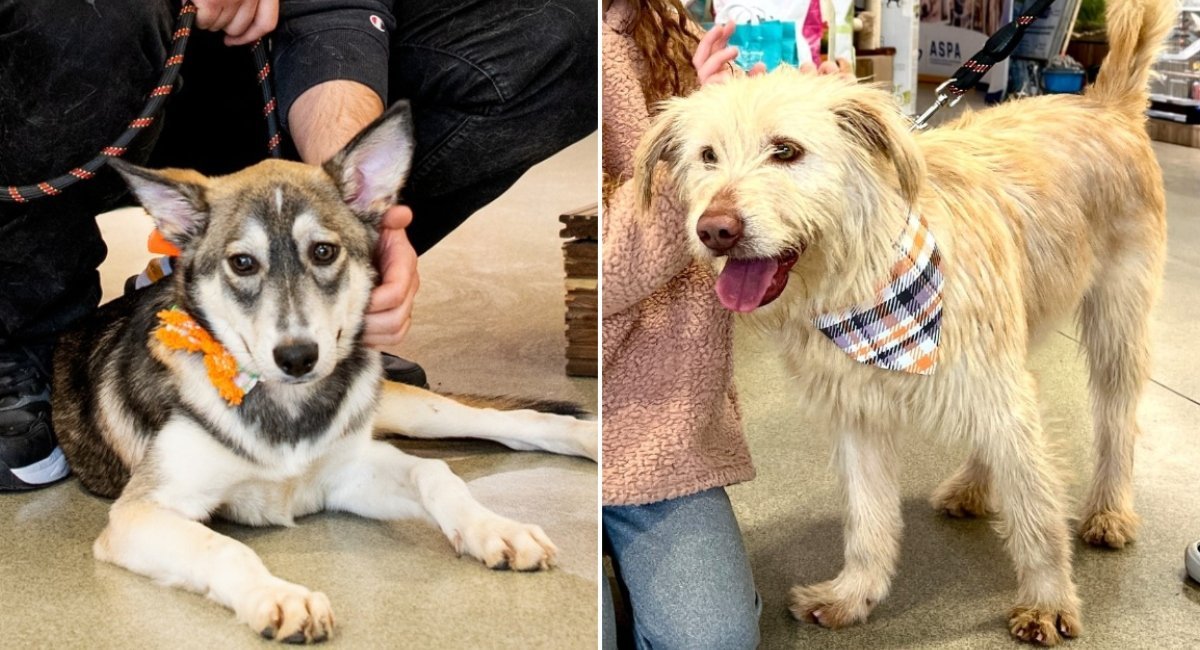 ASPA organizează următorul târg de adopții în acest weekend