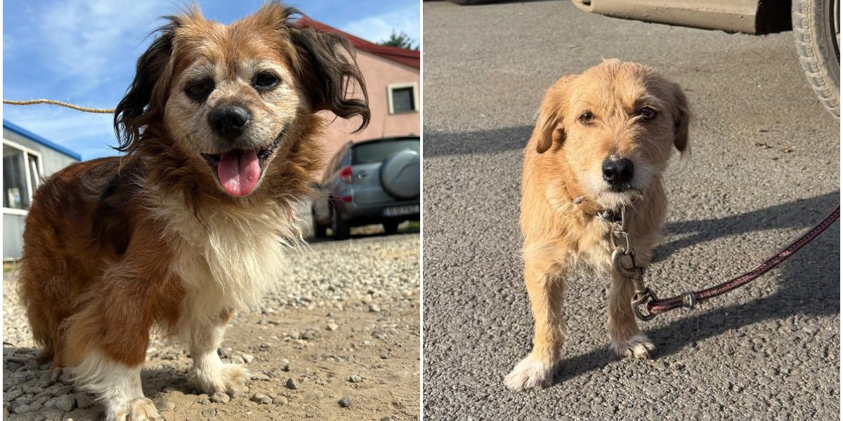 Amenzi-pentru-bucurestenii-care-nu-sterilizeaza-cainii-de-rasa-comuna-.jpg - Presa360