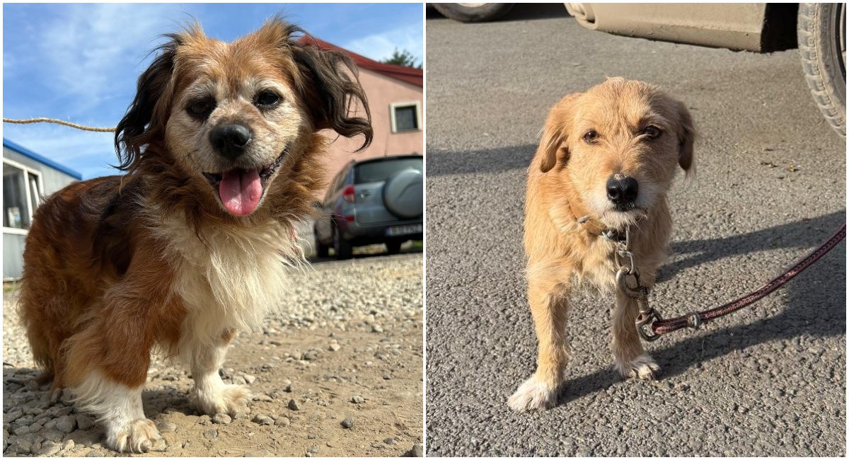 Bucureștenii care dețin câini de rasă comună trebuie să respecte now legislația locală: sterilizarea și microciparea obligatoare ale animalelor, dacă nu doresc să fie sancționați cu amenzi de până la 10.000 de lei