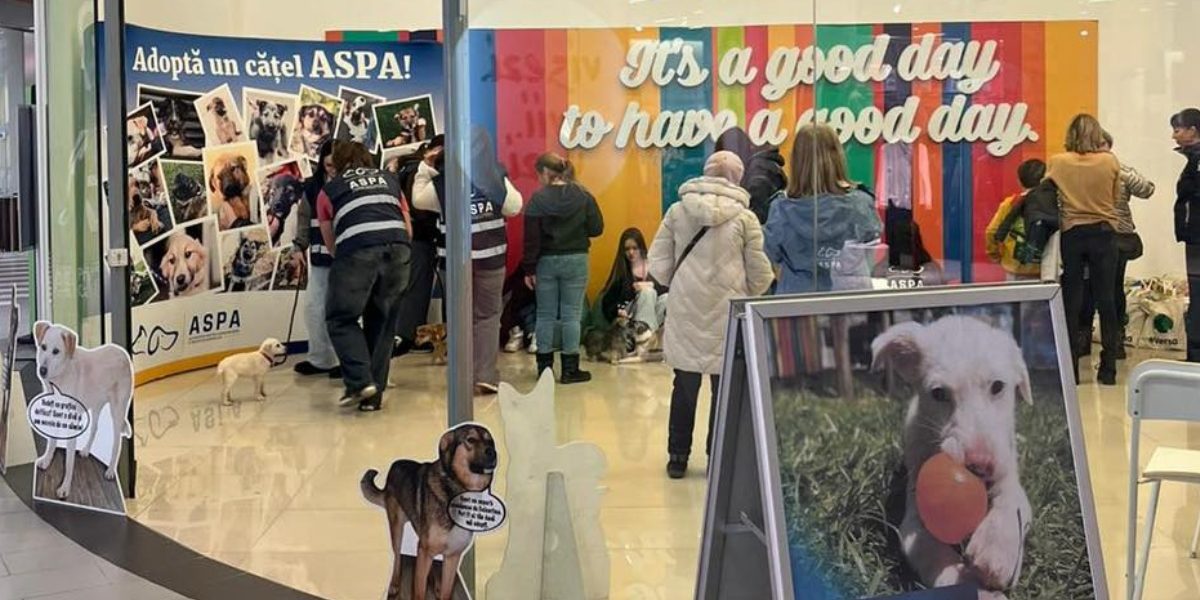 Catei-adoptati-primul-targ-de-adoptii-ASPA.jpg - Presa360