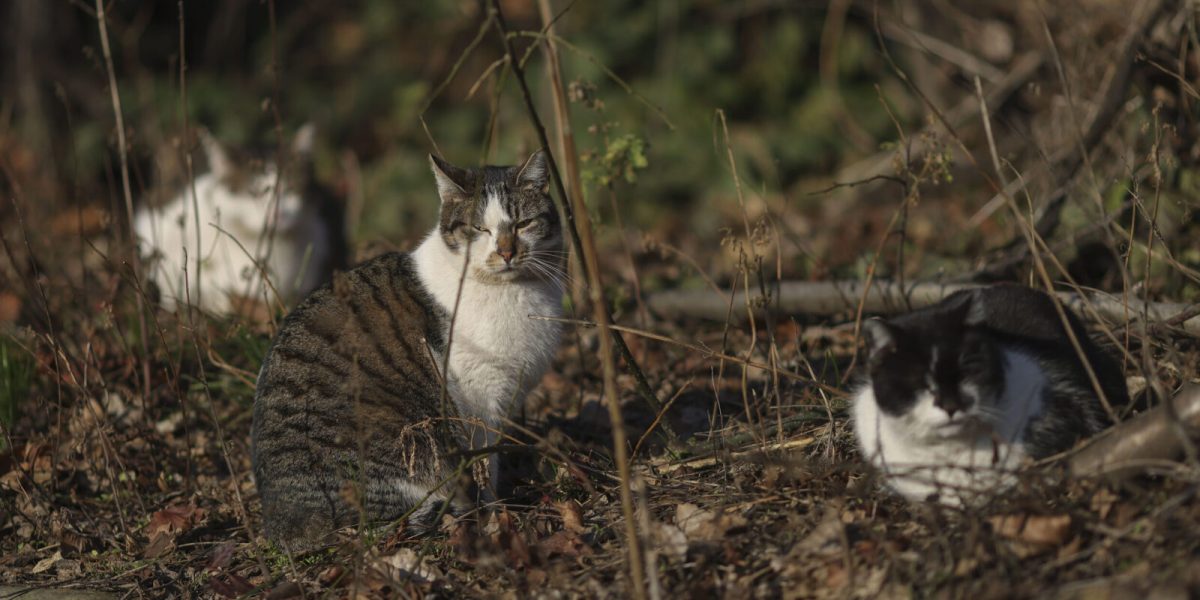 ID289854_INQUAM_Photos_Octav_Ganea-scaled-e1760529916143-1600x918-1.jpg - Presa360