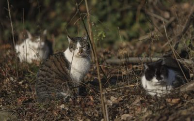 ID289854_INQUAM_Photos_Octav_Ganea-scaled-e1760529916143-1600x918-1.jpg - Presa360