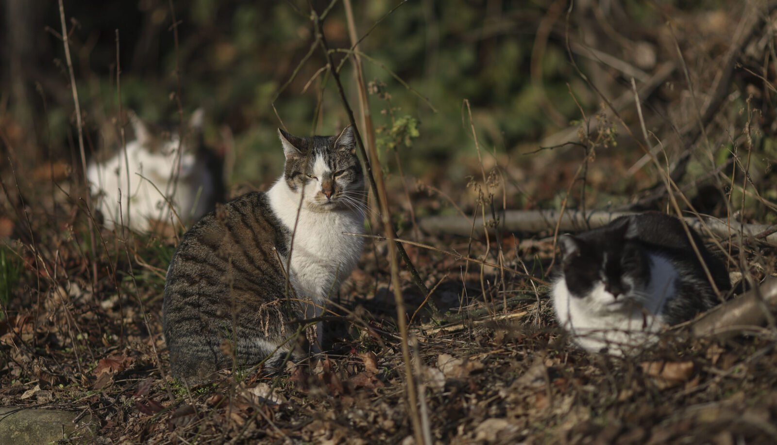 Programul „Blănoșii în siguranță” continuă și în Sectorul 2