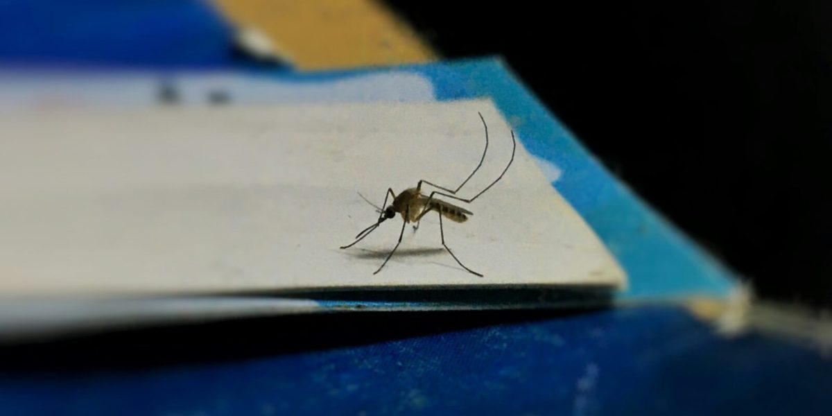 Ilfov-fara-tantari.jpg - Presa360