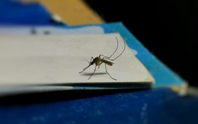 Ilfov-fara-tantari.jpg - Presa360