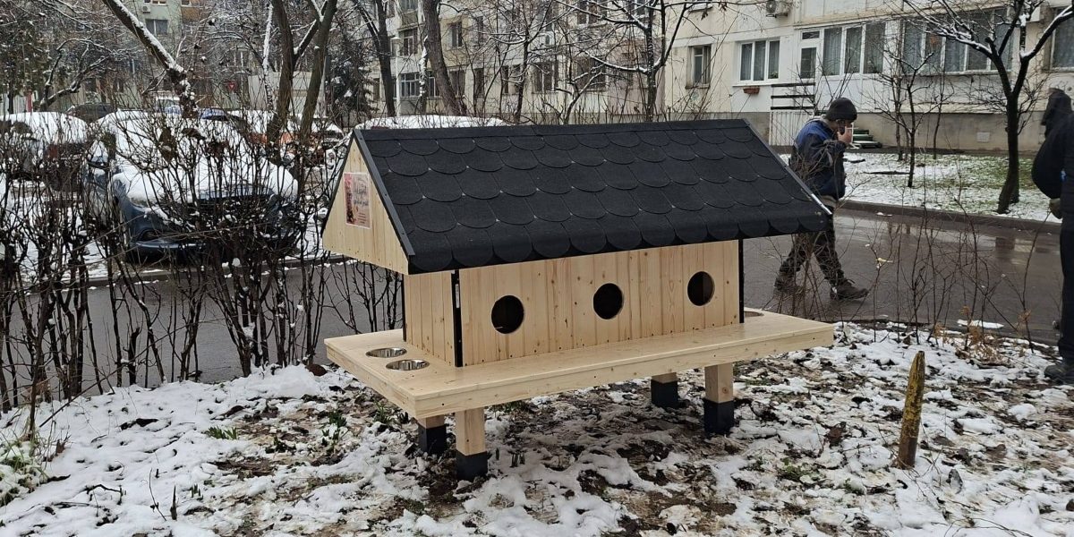 Patru-noi-casute-pentru-pisici.jpg - Presa360