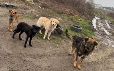 Sterilizare-caini-Ilfov.jpg - Presa360