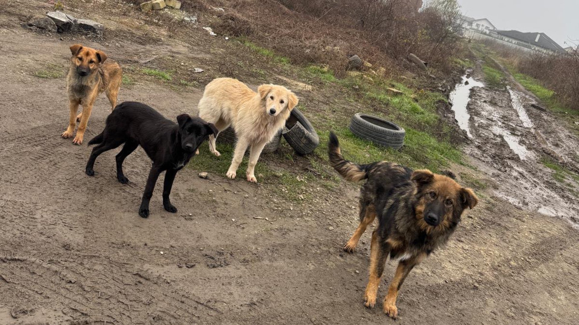 Campanie de sterilizare și microcipare gratuite pentru câini în Ilfov: Prioritate pentru câinii fără stăpân în Popești-Leordeni Direcția pentru Protecția Animalelor din cadrul Consiliului Județean Ilfov continuă inițiativa sa de sprijin pentru bunăstarea patrupedelor, cu un accent deosebit pe sterilizarea și microciparea gratuită a câinilor, cu sau fără stăpân