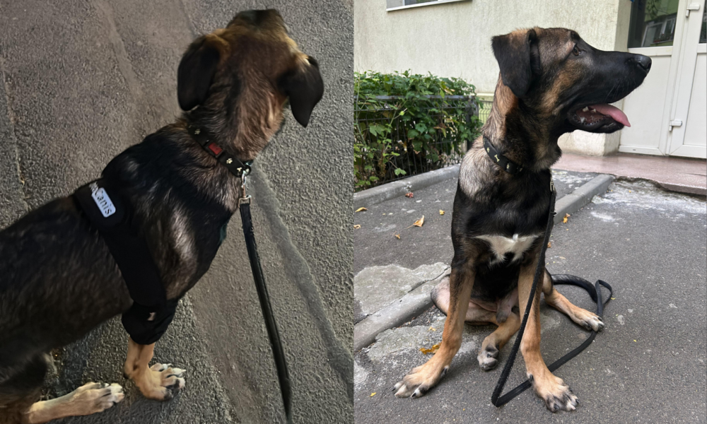 Untitled-design-37-1000x666.png - Presa360