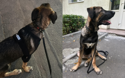 Untitled-design-37-1000x666.png - Presa360