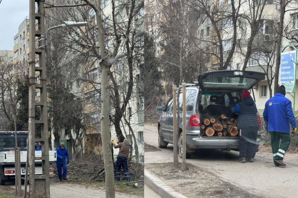 Tăierile masive de copaci de pe Bulevardul Basarabia, în Sectorul 2 al Capitalei, au stârnit controverse aprinse și reacții vehemente din partea locuitorilor și a opiniei publice