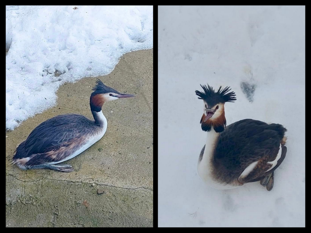 Corcodelul mare salvat după ce a căzut pe Șoseaua Olteniței