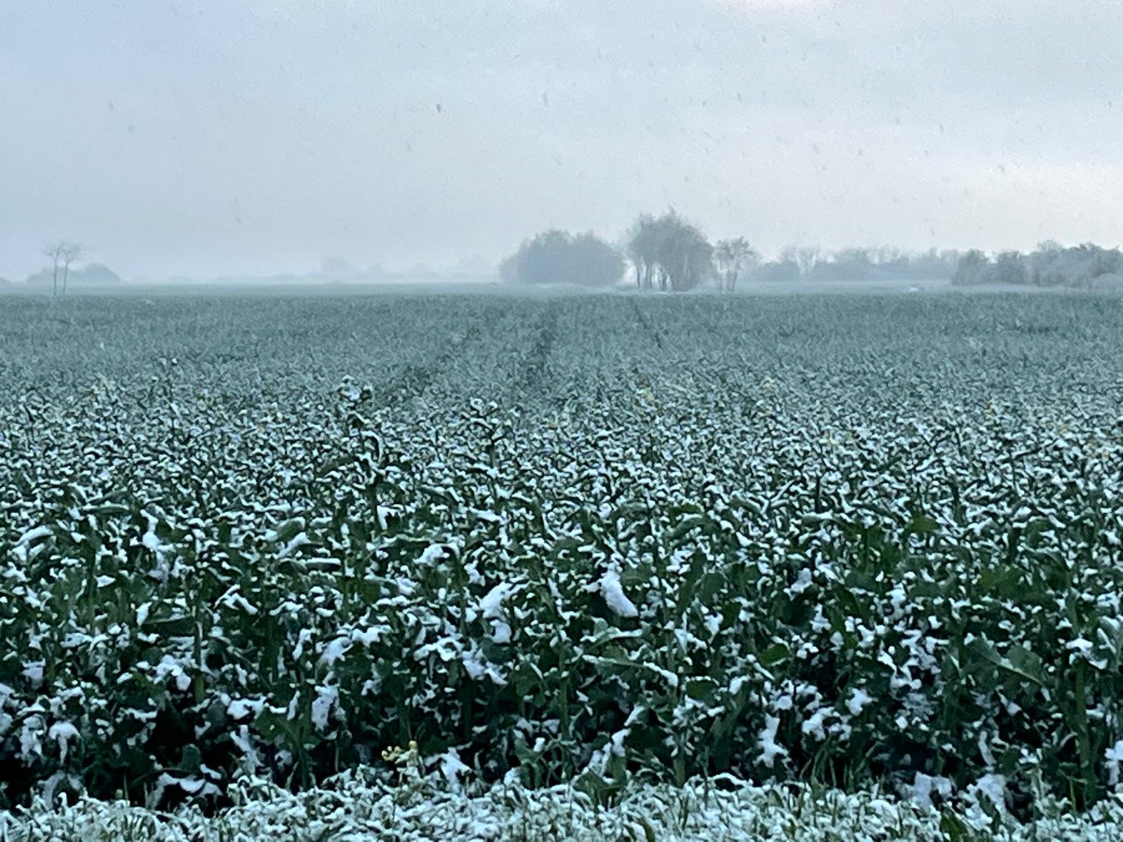 Meteorologia anunță repaus vegetativ, ger la sol și ninsori între 31 ian. și 6 feb.