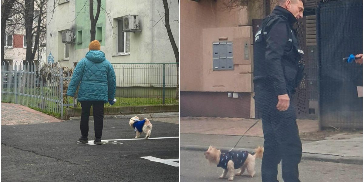 amenzi-bucuresteni-care-nu-strang-dupa-cainii-lor.jpg - Presa360