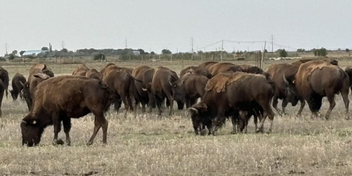 bizoni.jpg - Presa360