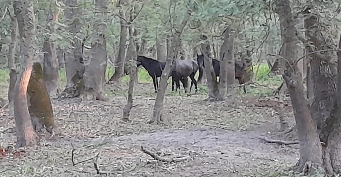 caii-salbatici-de-la-letea.jpg - Presa360