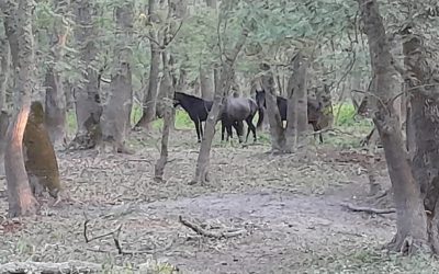 caii-salbatici-de-la-letea.jpg - Presa360