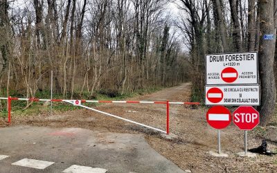 drum-forestier-auto-Padurea-Baneasa.jpg - Presa360