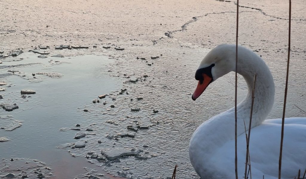 lacul-tabacarie-constanta-inghetat-parc-frig-ger-iarna-lebada.jpeg - Presa360