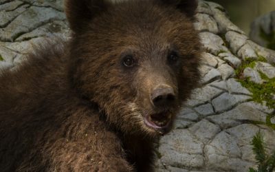 profimedia-0895160968.jpg - Presa360