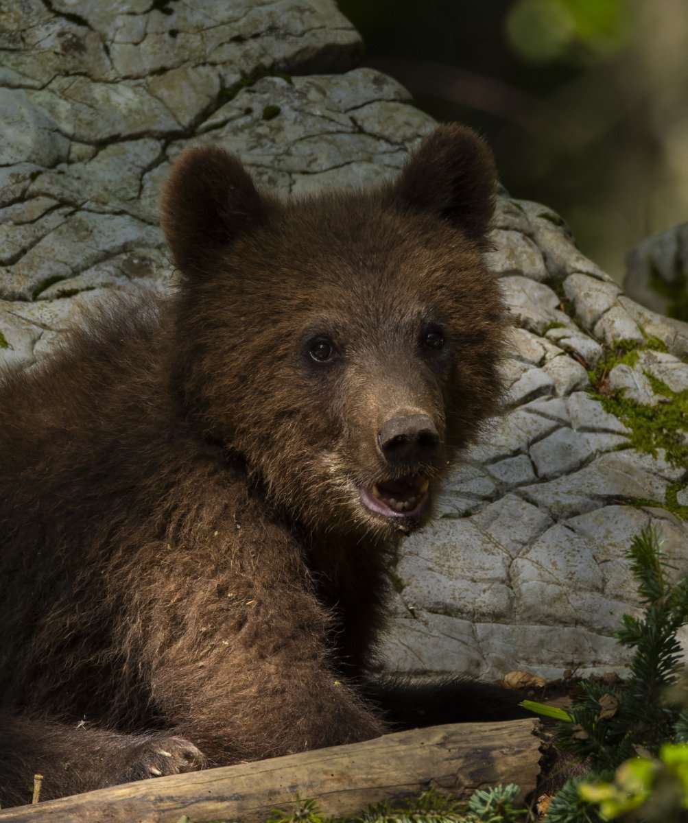 Urșii de la Grădina Zoologică din Târgu Mureș anunță întâmpinarea greu pentru primăvară prin comportament Primele semne ale sosirii primăverii întârzie să apară, nu doar în natură, ci și în comportamentul animalelor de la Grădina Zoologică din Târgu Mureș
