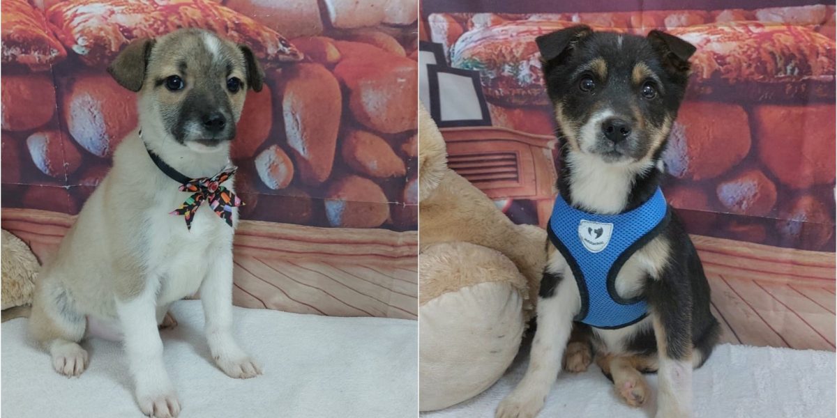 targ-adoptii-ASPA.jpg - Presa360