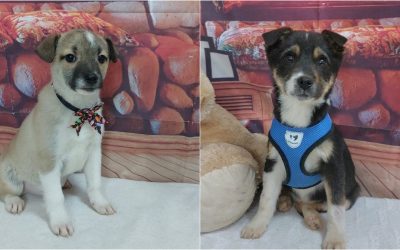 targ-adoptii-ASPA.jpg - Presa360