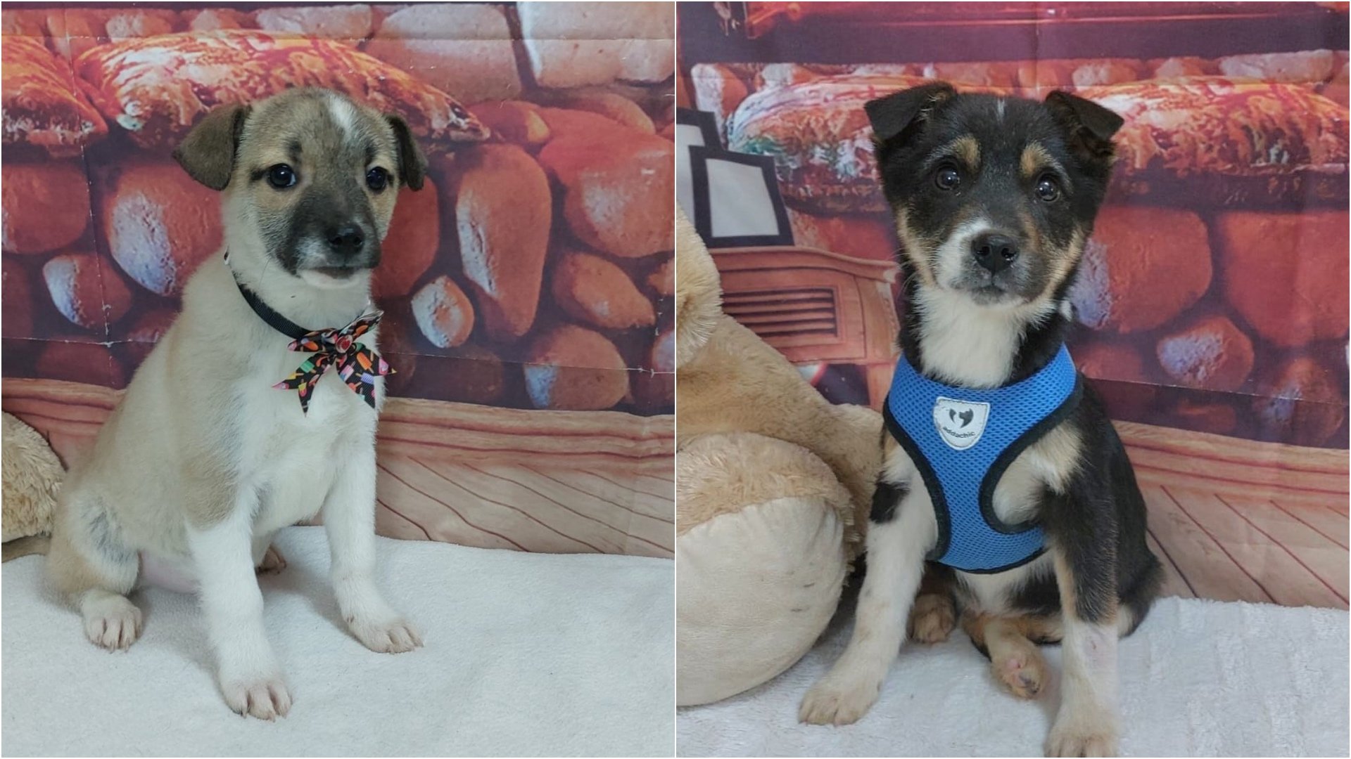 Bucureștiul găzduiește, din nou, un eveniment esențial pentru protecția animalelor de companie: primul târg de adopții din 2026, organizat de Autoritatea pentru Supravegherea și Protecția Animalelor din Capitală (ASPA)