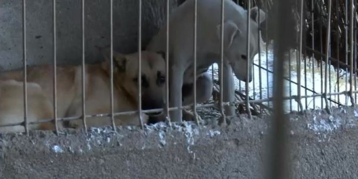 „Sub blăniţa căţeilor am găsit nenorocire”. Toţi câinii schingiuiți au fost preluați din adăpostul privat de la Suraia