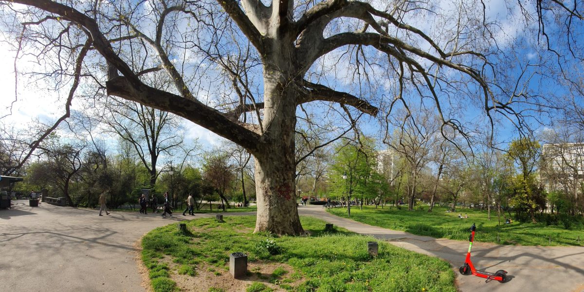 Primăria Capitalei face un pas important spre digitalizarea procesului de solicitare a autorizațiilor pentru toaletarea și defrișarea arborilor din București
