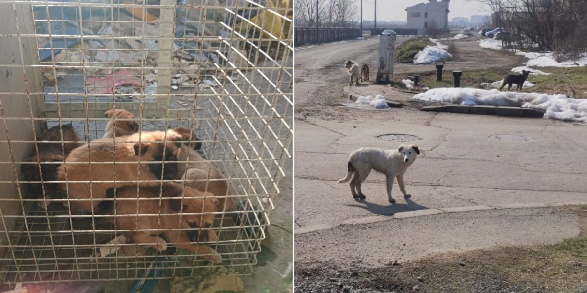 53 de câini capturați în București în doar câteva săptămâni, eforturi continue pentru siguranța orașului Autoritatea pentru Supravegherea și Protecția Animalelor (ASPA) București continuă acțiunile intense de capture a câinilor fără stăpân, într-un efort de a reduce numărul animalelor rătăcitoare și de a crește siguranța cetățenilor