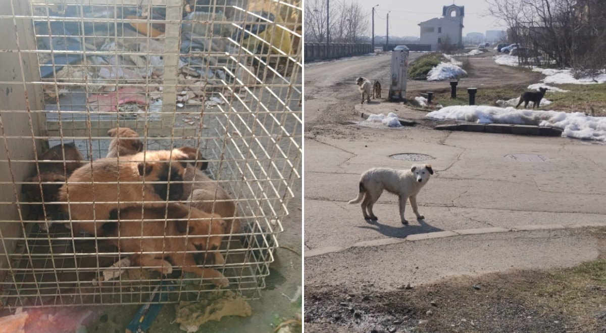 53 de câini capturați în București în doar câteva săptămâni, eforturi continue pentru siguranța orașului Autoritatea pentru Supravegherea și Protecția Animalelor (ASPA) București continuă acțiunile intense de capture a câinilor fără stăpân, într-un efort de a reduce numărul animalelor rătăcitoare și de a crește siguranța cetățenilor