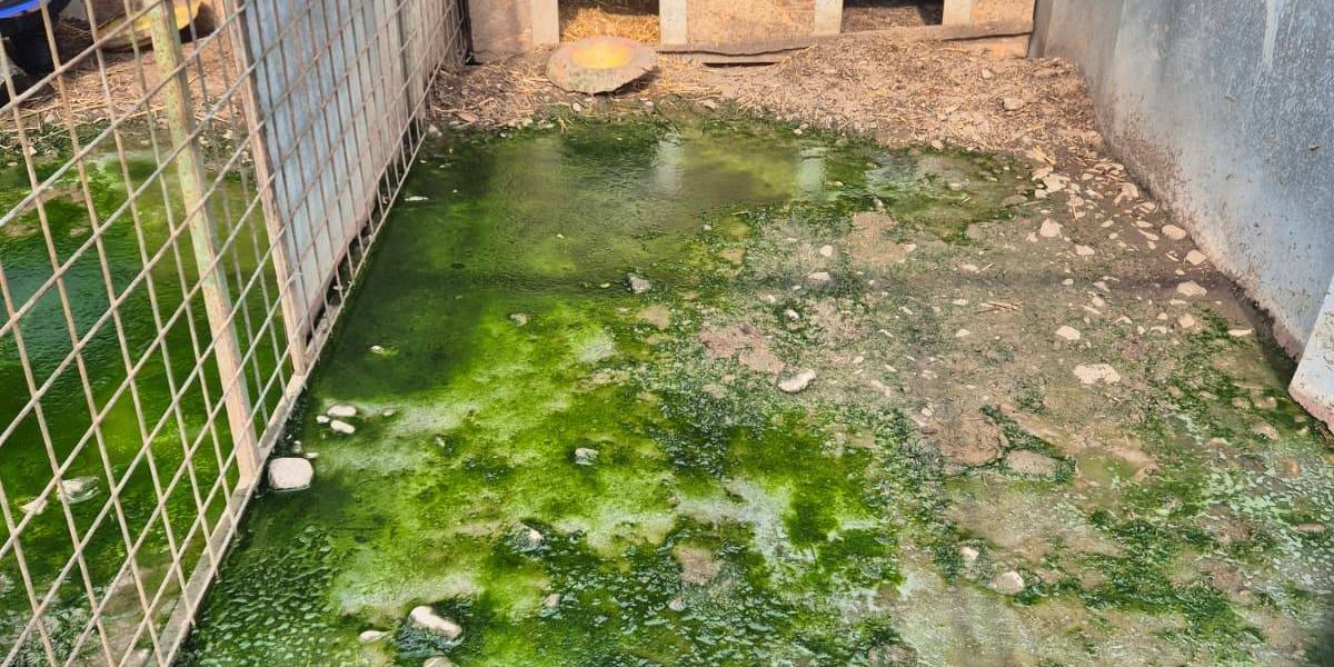 Giurgiu: operațiune masivă de evacuare a peste 260 de animale din adăpostul „Aspa Ivets” Autoritățile din Giurgiu au demarat recent o acțiune de amploare pentru evacuarea a peste 260 de animale din adăpostul asociației „Aspa Ivets”, situat în satul Uzunu