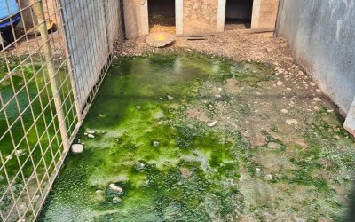 Giurgiu: operațiune masivă de evacuare a peste 260 de animale din adăpostul „Aspa Ivets” Autoritățile din Giurgiu au demarat recent o acțiune de amploare pentru evacuarea a peste 260 de animale din adăpostul asociației „Aspa Ivets”, situat în satul Uzunu