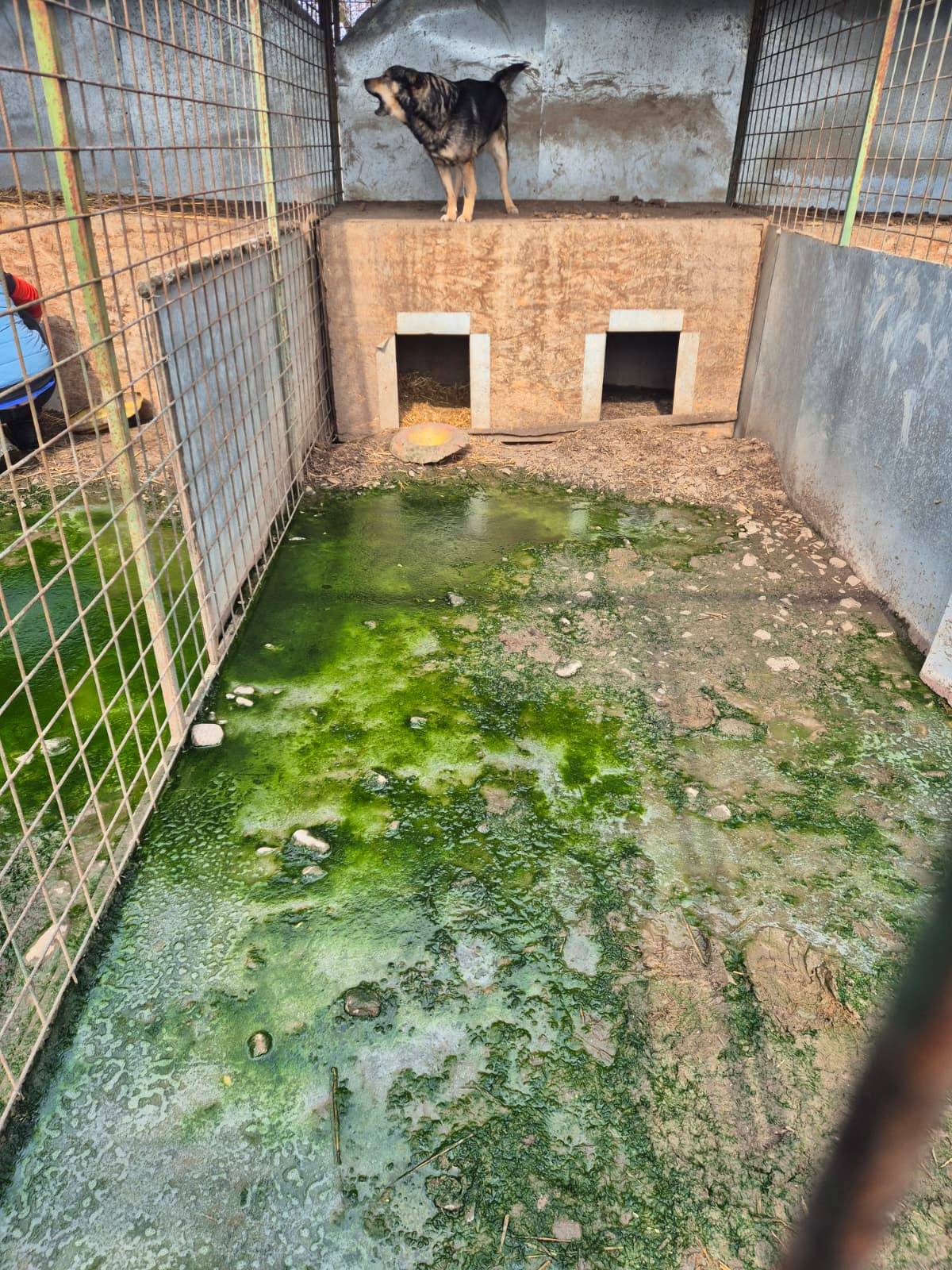 Giurgiu: operațiune masivă de evacuare a peste 260 de animale din adăpostul „Aspa Ivets” Autoritățile din Giurgiu au demarat recent o acțiune de amploare pentru evacuarea a peste 260 de animale din adăpostul asociației „Aspa Ivets”, situat în satul Uzunu