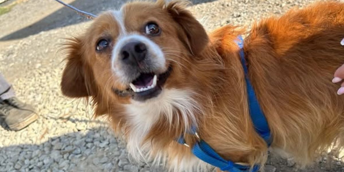 În timpul unei perioade marcate de eforturi intense pentru controlul populației canine și pentru protecția animalelor, autoritățile din București și Ilfov au lansat o serie de campanii de sterilizare gratuită pentru câinii cu deținător