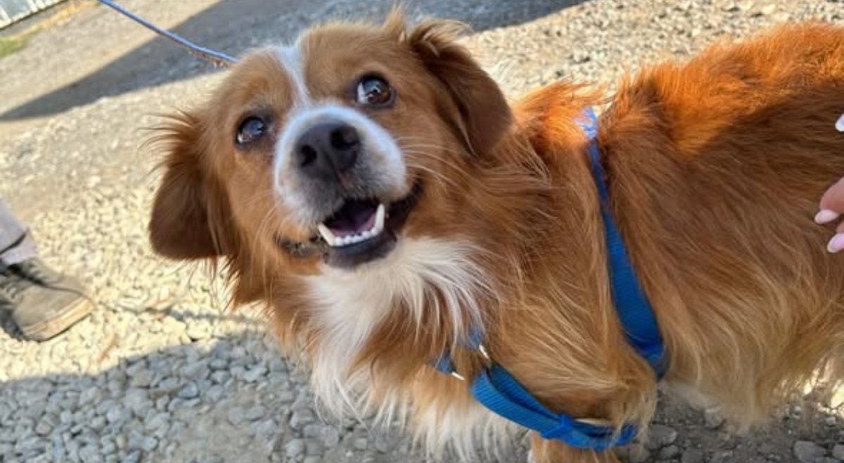 În timpul unei perioade marcate de eforturi intense pentru controlul populației canine și pentru protecția animalelor, autoritățile din București și Ilfov au lansat o serie de campanii de sterilizare gratuită pentru câinii cu deținător