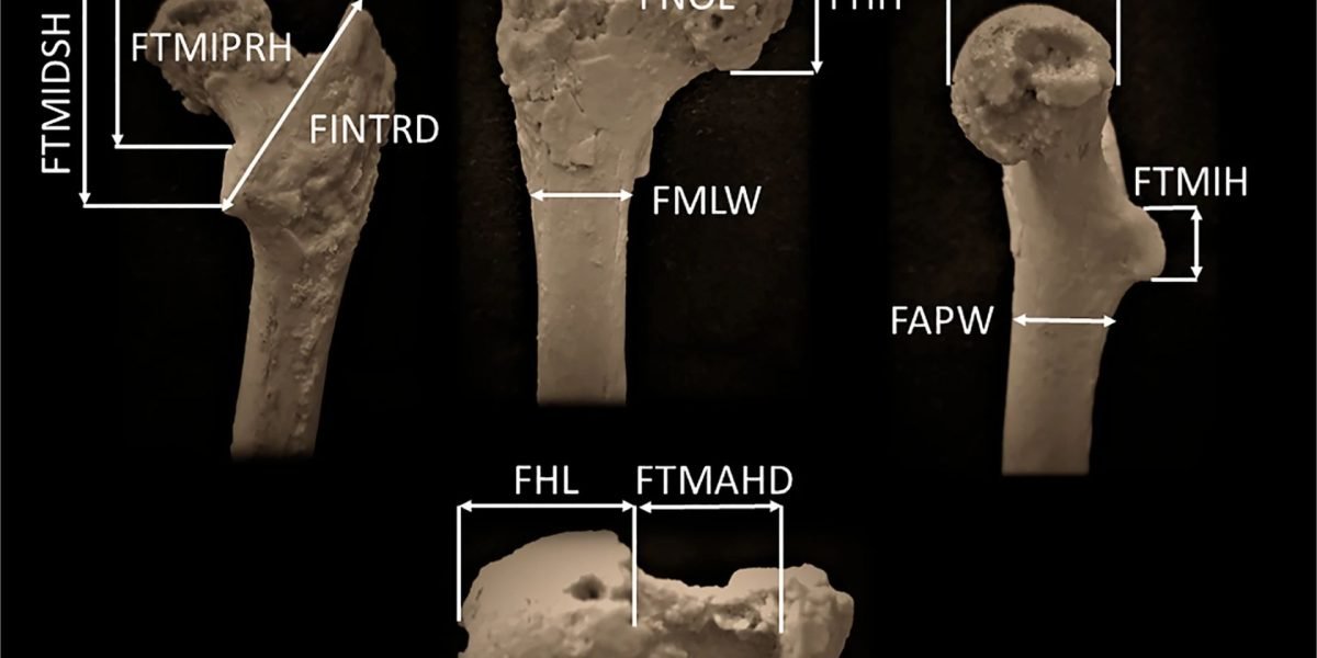 Descoperire: cel mai vechi strămoș uman, găsit în Bulgaria