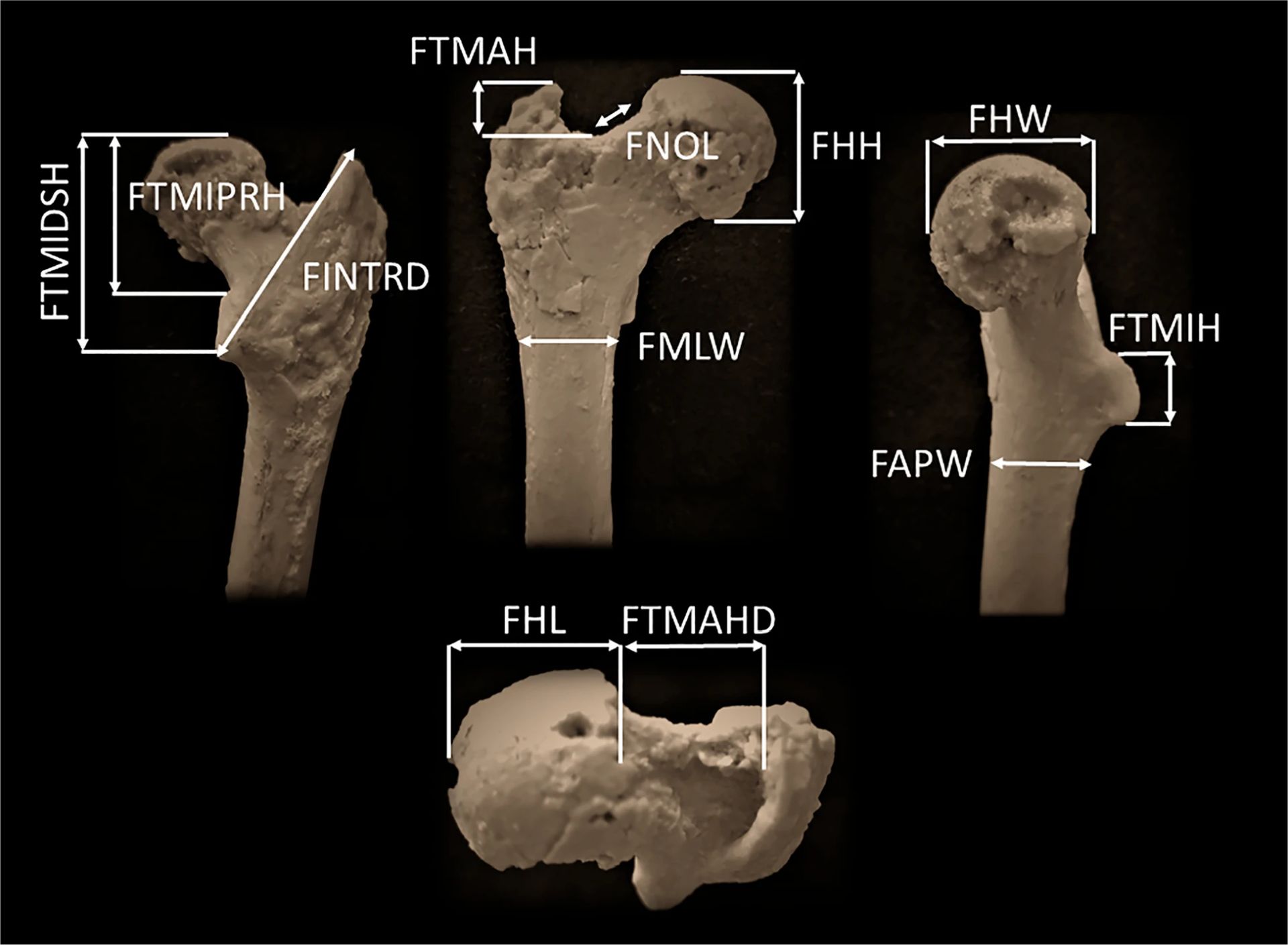 Descoperire: cel mai vechi strămoș uman, găsit în Bulgaria