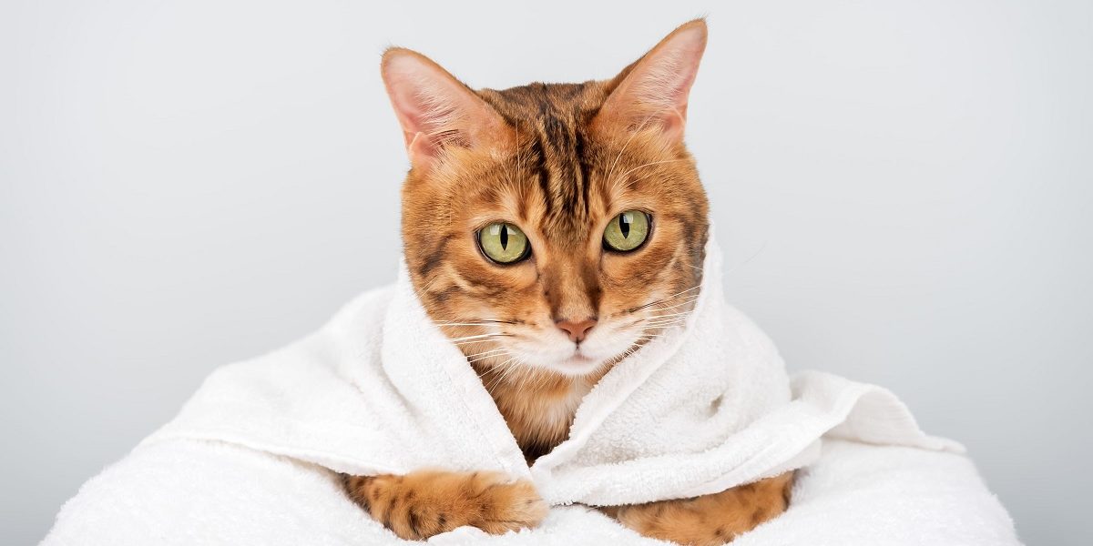 Rase de pisici energice, mereu dornice de joacă