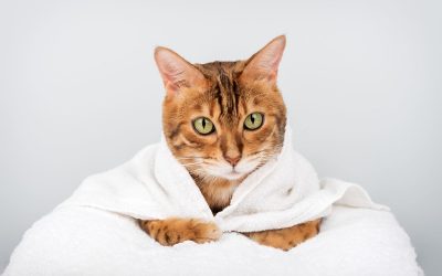 Rase de pisici energice, mereu dornice de joacă