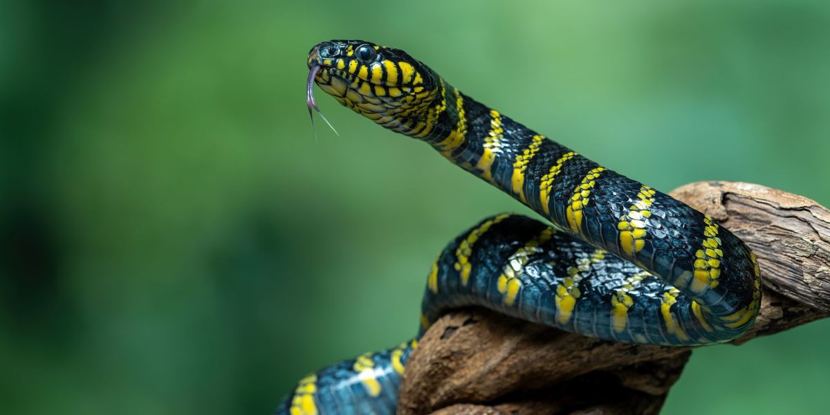 Misterul ridicării: cum reușesc șerpii să mențină poziția verticală fără membre Șerpii, reptile adesea considerate simple și lipsite de complexitate, continuă să surprindă lumea științei