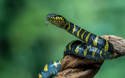 Misterul ridicării: cum reușesc șerpii să mențină poziția verticală fără membre Șerpii, reptile adesea considerate simple și lipsite de complexitate, continuă să surprindă lumea științei