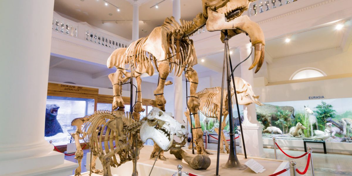 Muzeul Național de Istorie Naturală „Grigore Antipa” revine la programul de vară, oferind publicului mai mult timp pentru explorarea fascinantelor colecții ale sale