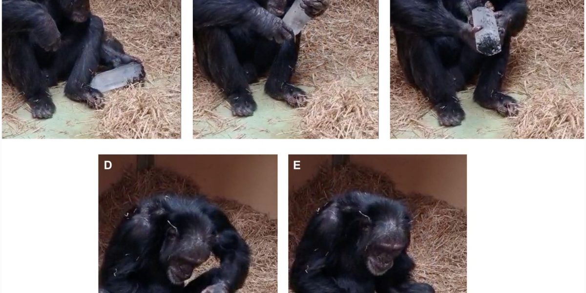 Descoperire revelatoare despre prefacerea fascinatiei umane: cimpanzeii și dragostea pentru cristale De-a lungul timpului, oamenii s-au întrebat ce anume îi atrage la cristale și de ce aceste pietre strălucitoare au avut un rol atât de important în cultura și spiritualitatea multor civilizații