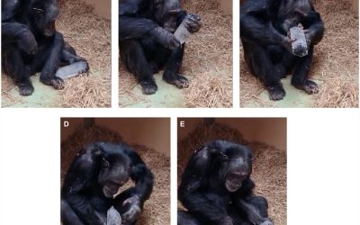 Descoperire revelatoare despre prefacerea fascinatiei umane: cimpanzeii și dragostea pentru cristale De-a lungul timpului, oamenii s-au întrebat ce anume îi atrage la cristale și de ce aceste pietre strălucitoare au avut un rol atât de important în cultura și spiritualitatea multor civilizații