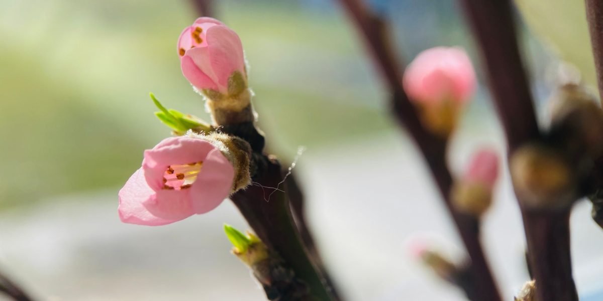 Echinocțiul de primăvară 2026: momentul când ziua și noaptea devin egale, semnalând începutul sezonului cald în emisfera nordică Pe 20 martie 2026, la ora 16:46 (ora României), va avea loc echinocțiul de primăvară, un eveniment astronomic de o importanță crucială, atât din perspectiva științifică, cât și culturală