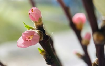 Echinocțiul de primăvară 2026: momentul când ziua și noaptea devin egale, semnalând începutul sezonului cald în emisfera nordică Pe 20 martie 2026, la ora 16:46 (ora României), va avea loc echinocțiul de primăvară, un eveniment astronomic de o importanță crucială, atât din perspectiva științifică, cât și culturală