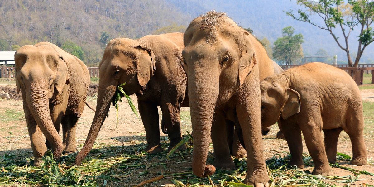 Finlandezii, poporul cu cea mai înaltă calitate a vieții din Europa, rămân fideli unei tradiții îndelungate de autoironie și umor subtil despre modul lor de a fi